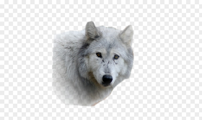 Alaskan Tundra Wolf Fur Snout Wildlife Gray PNG