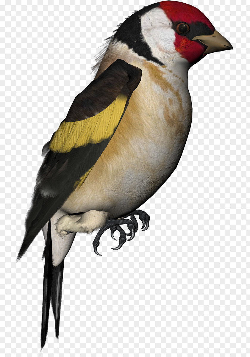 Bird Finch Atlantic Canary Parrot Domestic Pigeon PNG