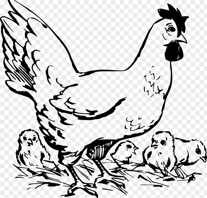 Chicken Sketch Dorking Rooster As Food Poultry Clip Art PNG