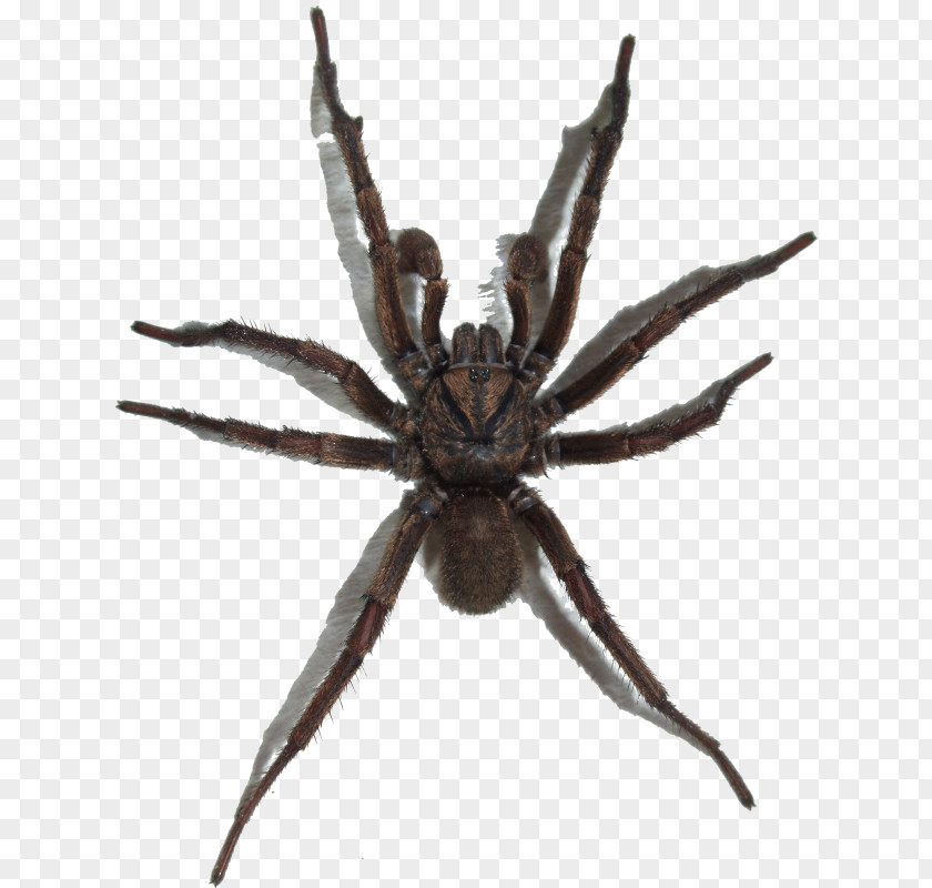 European Garden Spider Araneus Web PNG