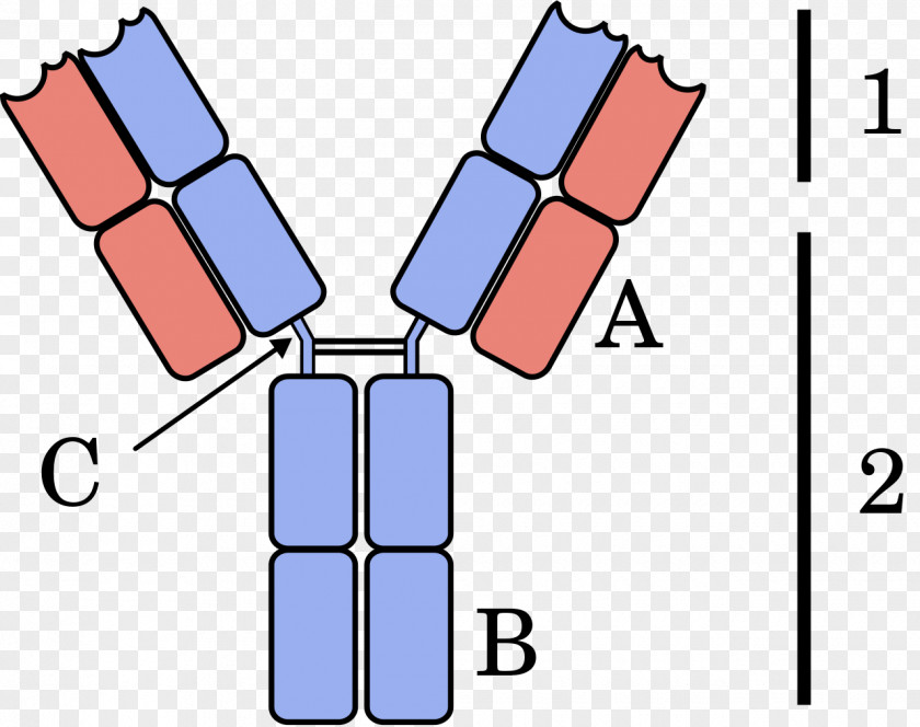 Immunoglobulin Light Chain Serum Free Light-chain Measurement Heavy Antibody Multiple Myeloma PNG
