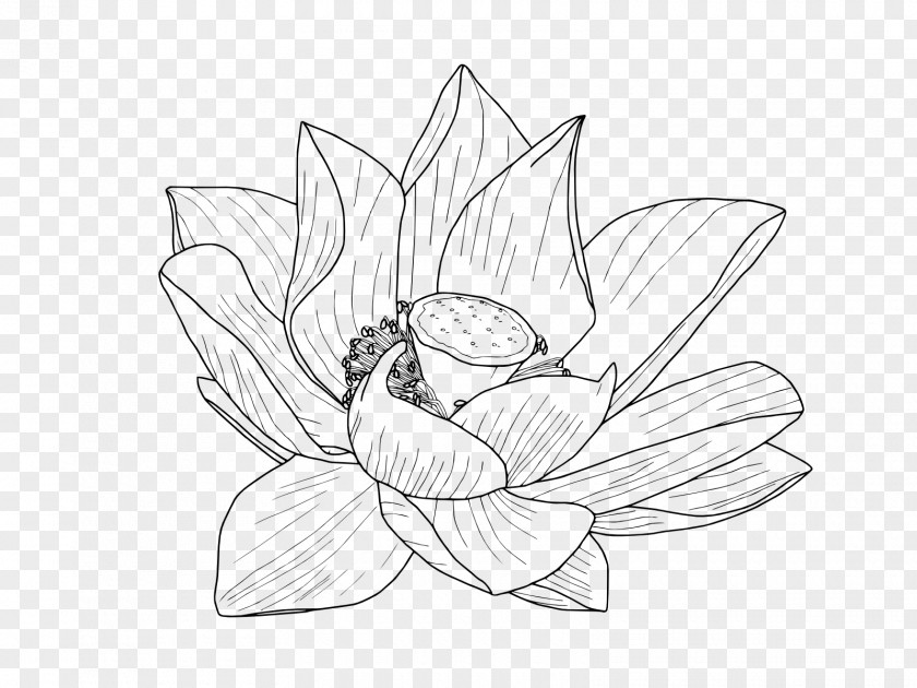 Lotus Flower Nelumbo Nucifera Drawing Egyptian Clip Art PNG
