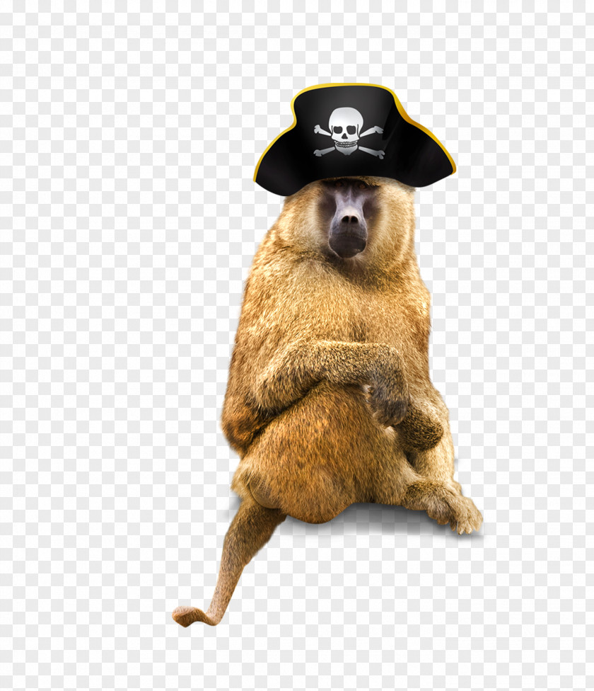 Monkey Wearing A Pirate Hat Piracy Computer File PNG