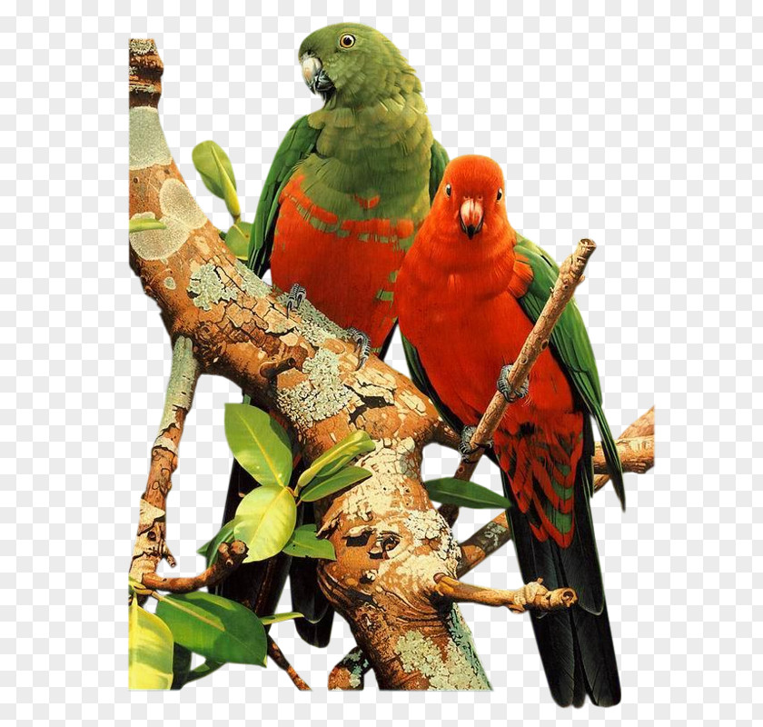 Parrot Branches Lovebird Budgerigar PNG