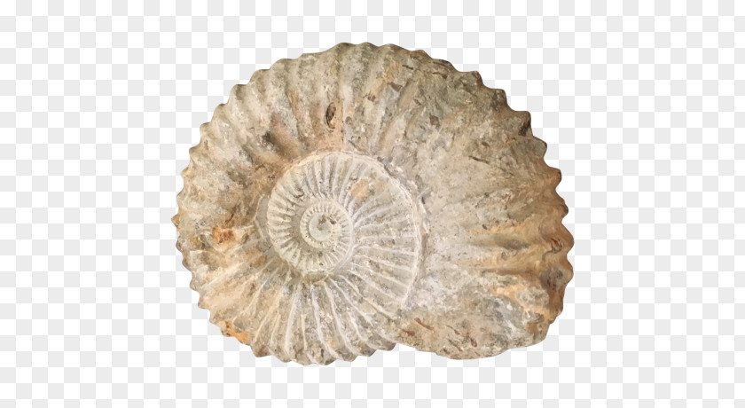 Seashell Transitional Fossil Ammonites Nautilidae PNG