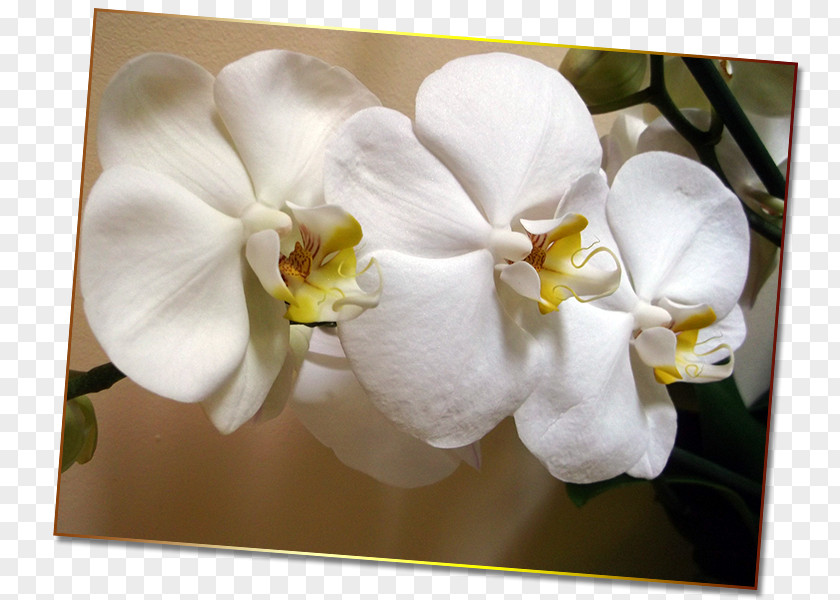 Ary Moth Orchids Gardenia Petal PNG