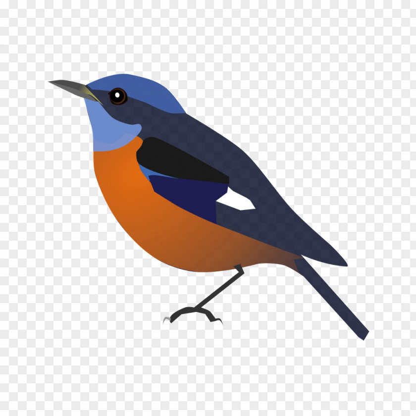 European Robin Beak PNG