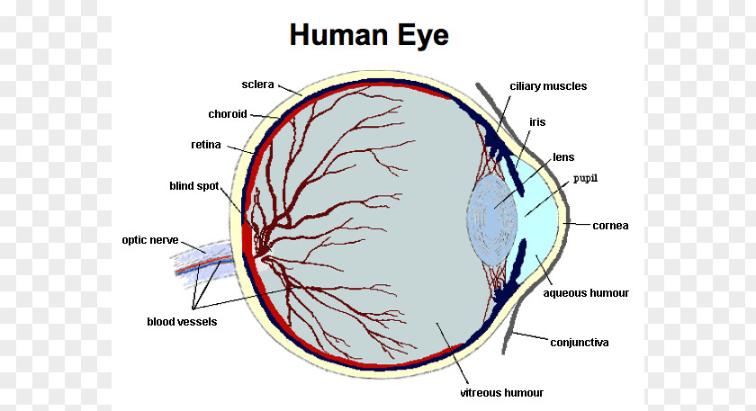 Eye Human Function Body Anatomy PNG