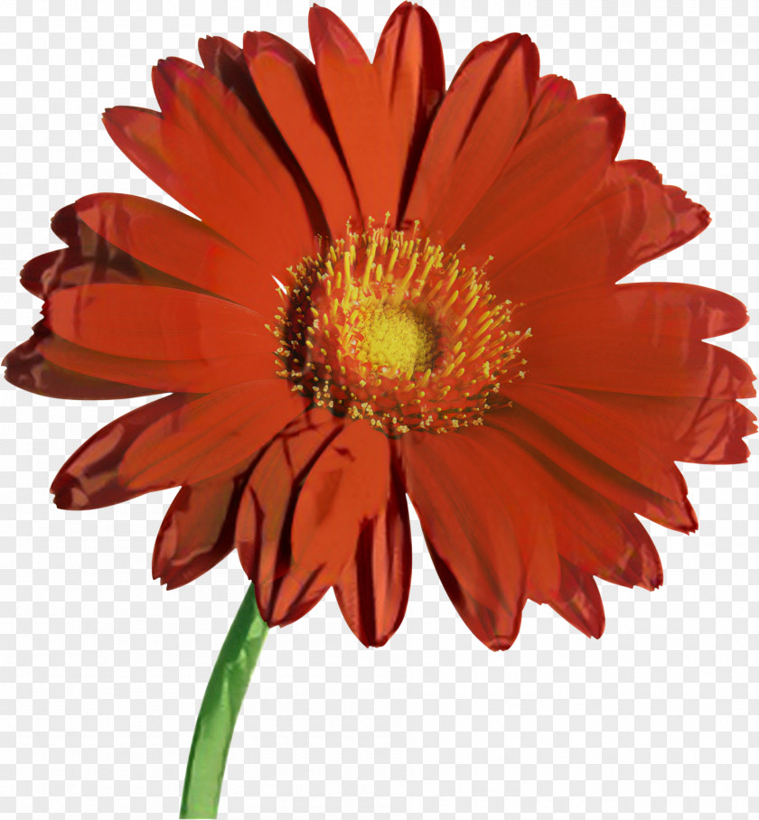 Favorite Flowers Clip Art Stock Photography Transvaal Daisy PNG