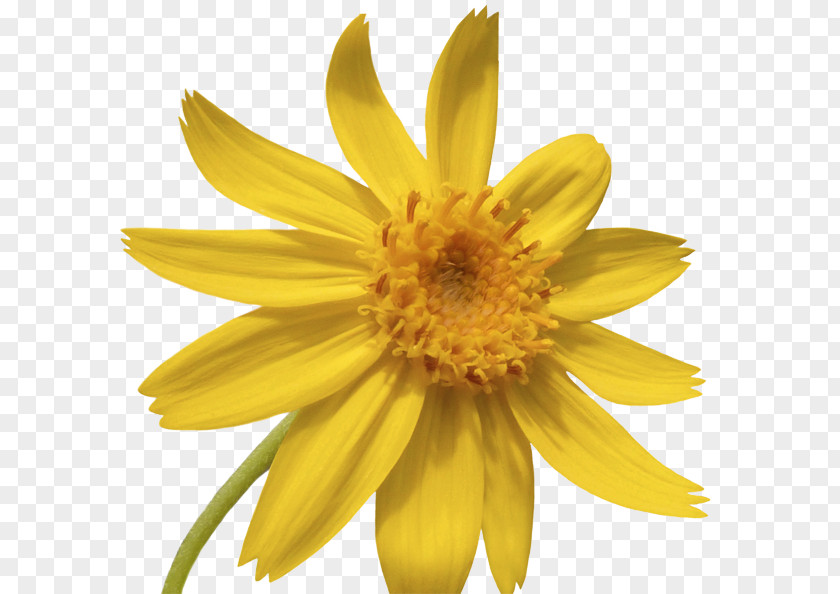 Flower Common Sunflower Pflegeheim- Seniorenpension Sommersgut Gesundheitspraxis Cornelia Heuer Seed PNG