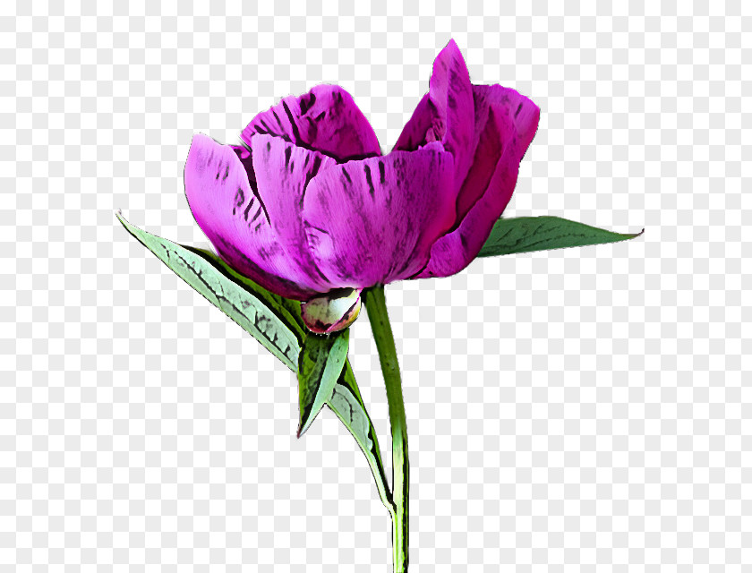 Flower Petal Violet Purple Plant PNG