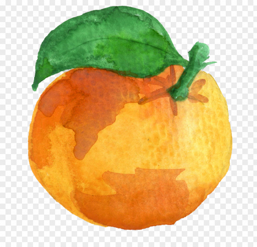 Orange Watercolor Clementine Mandarin Tangerine Pumpkin PNG