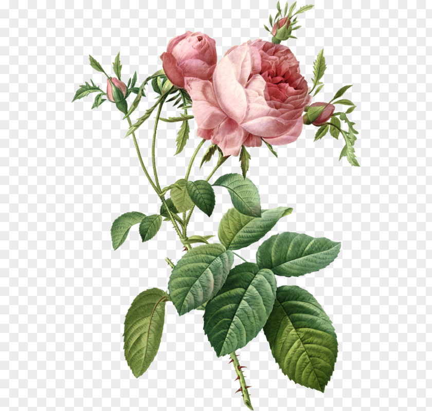 Painting Garden Roses Cabbage Rose Art PNG