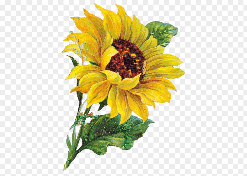 Painting Watercolor Common Sunflower Floral Design PNG