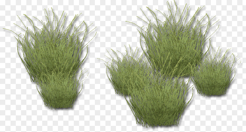 Bohemian Rhapsody Wheatgrass Herb Aquarium PNG