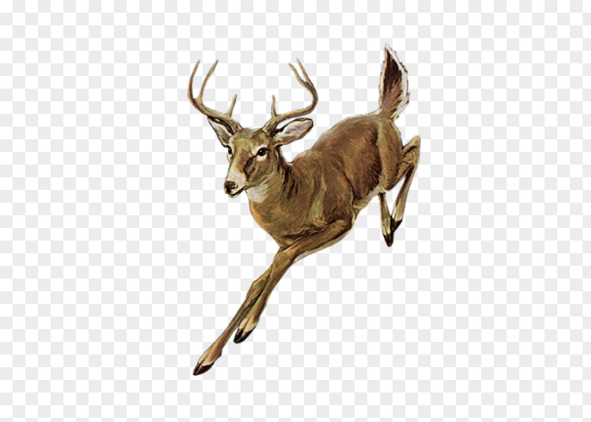 Deer Roe Red Elk PNG