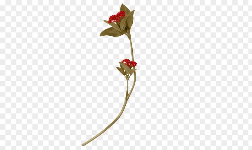 Flower Rose Family Flora Cut Flowers Artificial PNG