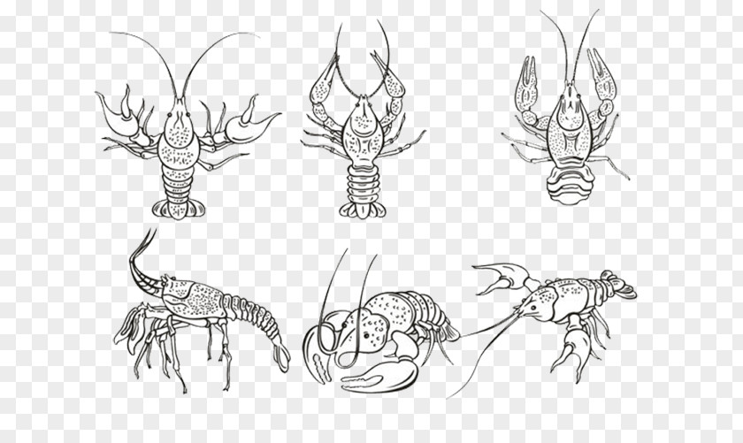 Lobster Posture Stick Figure Palinurus Elephas PNG