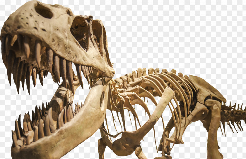Dinosaur Fossil Museum Isle Tyrannosaurus Triceratops Brachylophosaurus PNG