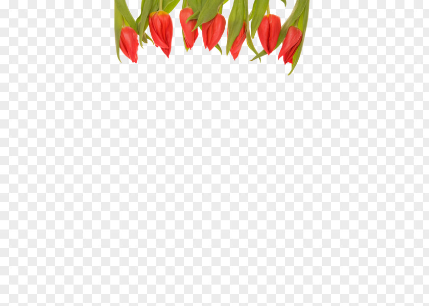 Flower Bird's Eye Chili Cut Flowers Garden Tulip Bouquet PNG