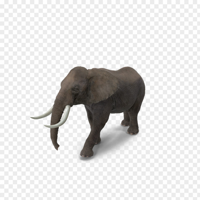 Indian Elephant African Tusk PNG