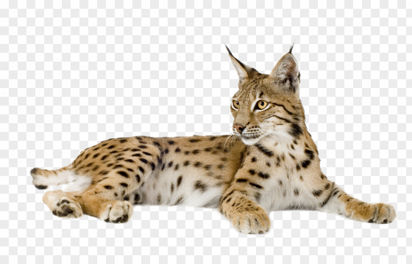 Leopard Eurasian Lynx Bobcat Felidae Wildcat Cougar PNG