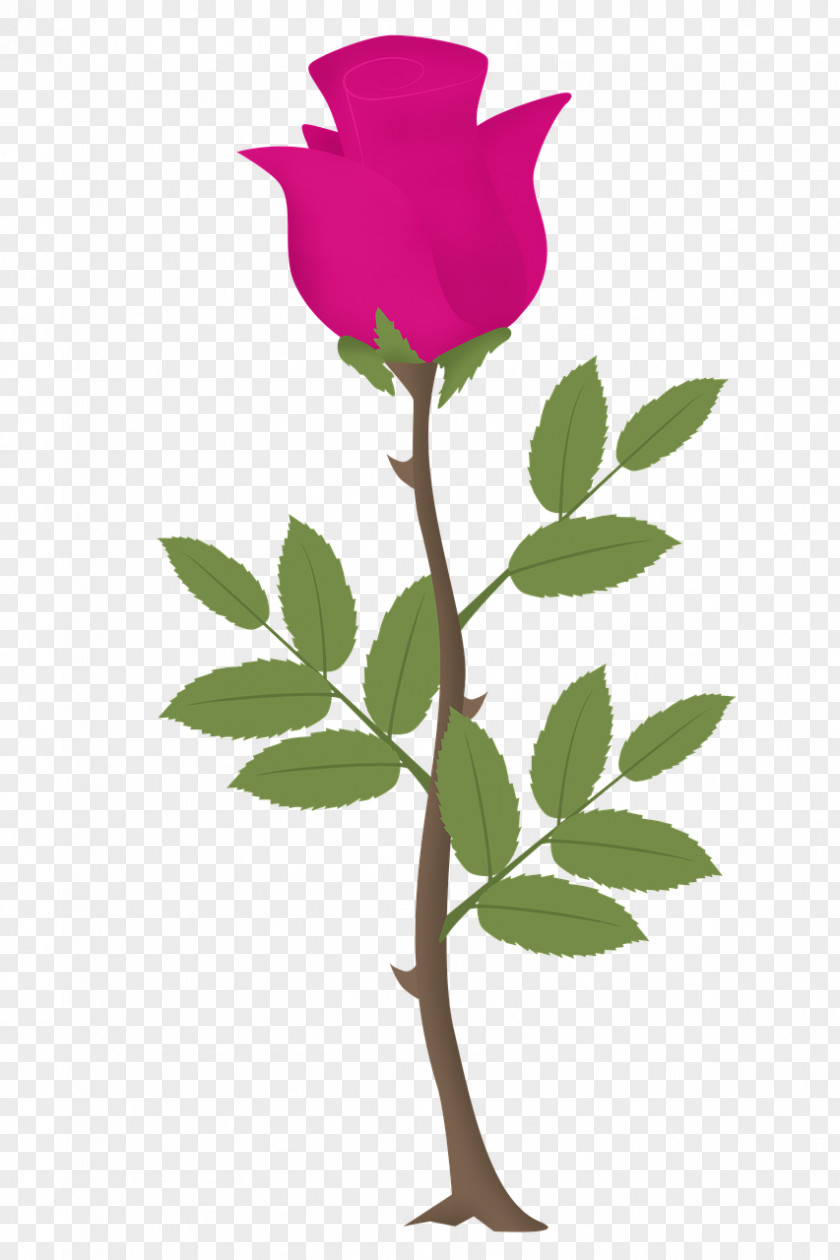 Long Flower Pink Rose PNG