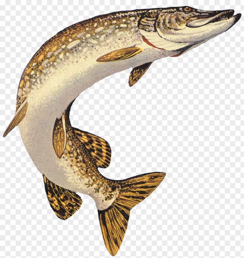 Pisces Northern Pike Muskellunge American Pickerel Chain Fishing PNG