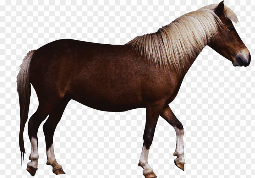 Animals Mustang IPhone 4S 5s Horse PNG