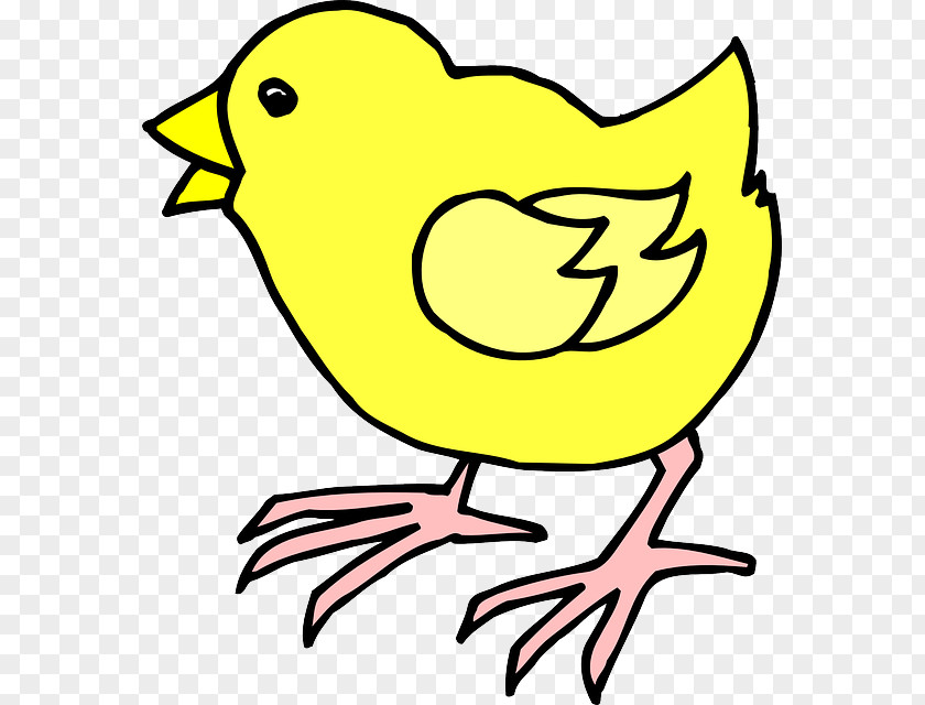 Bird Cartoon Chicken Kifaranga Clip Art PNG