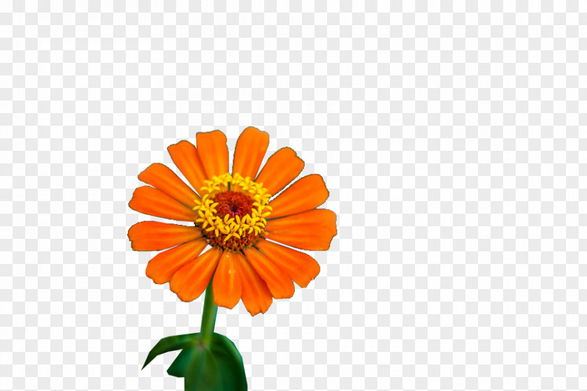 Daffodil Transvaal Daisy Cut Flowers English Marigold Chrysanthemum Orange S.A. PNG