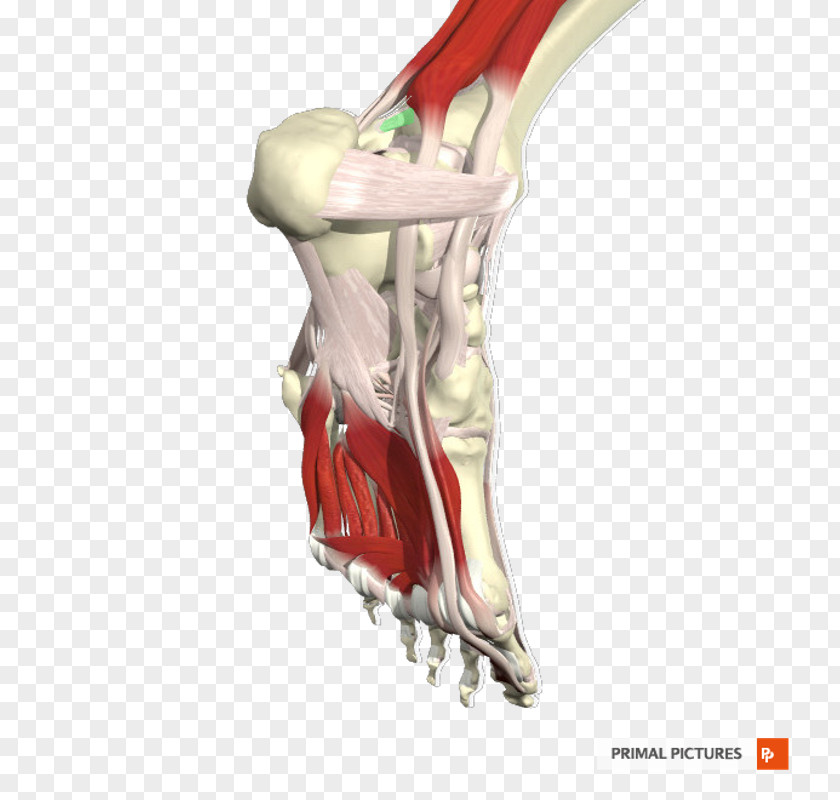 Ligament Joint Shoulder Arm Bone Jaw PNG