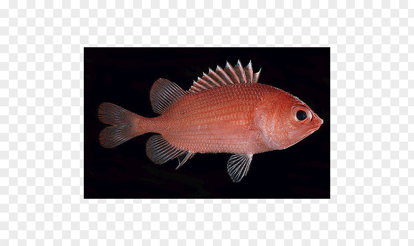 Northern Red Snapper Marine Biology Tilapia PNG