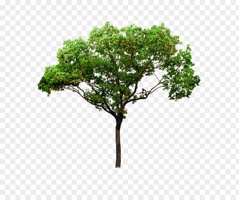 Plant Trees Landscaping PNG trees landscaping clipart PNG