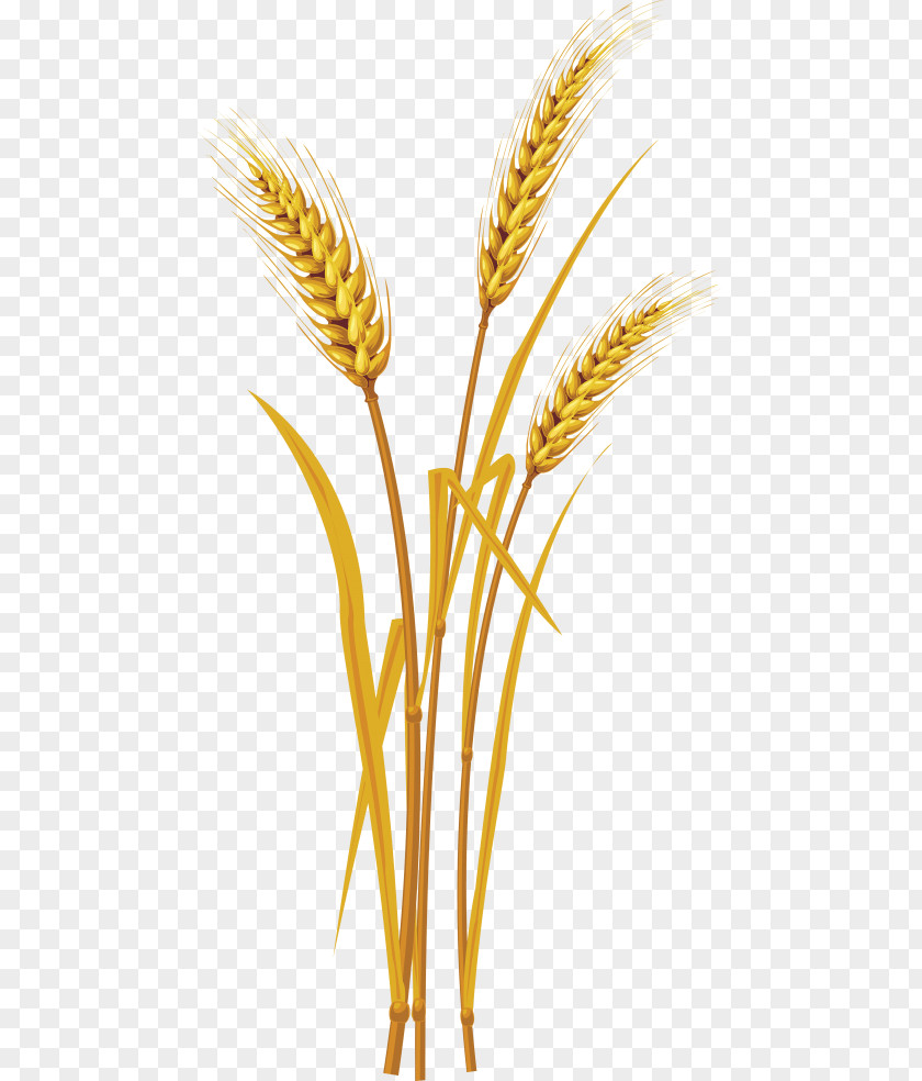 Ear Clip Art Cereal Grain PNG