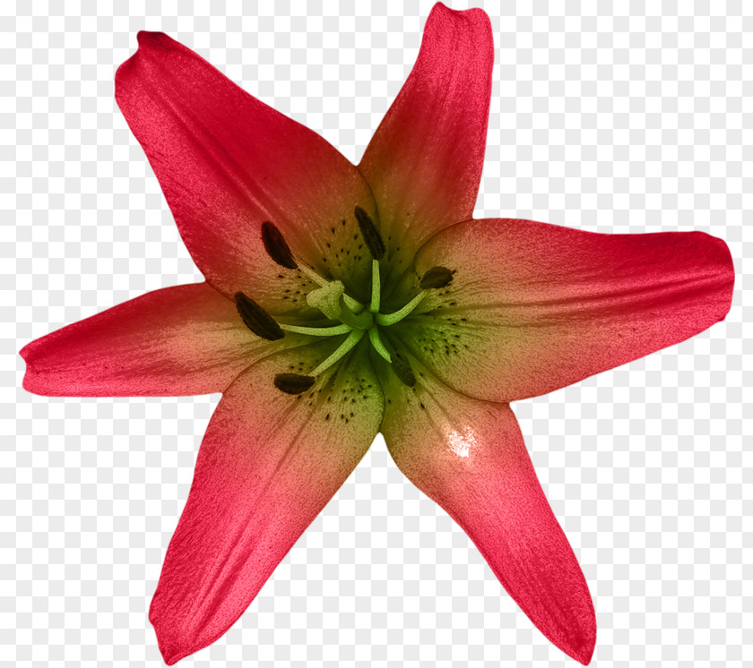 Flower Lilium Plant Liliaceae Daylily PNG