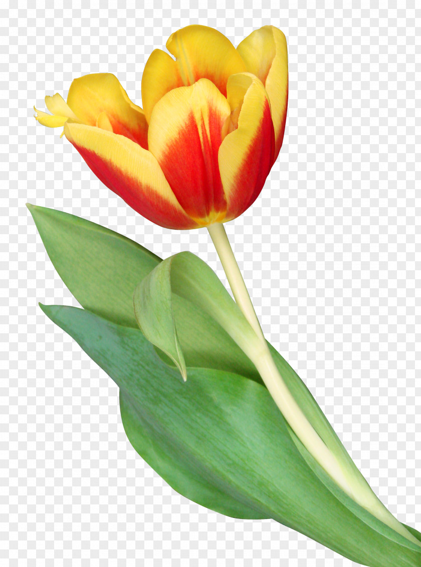 Fresh Tulips The Tulip: Story Of A Flower That Has Made Men Mad Clip Art PNG