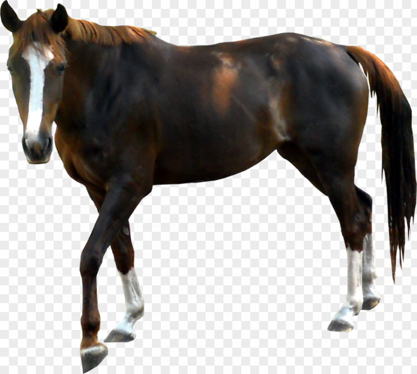 Horse Image PNG