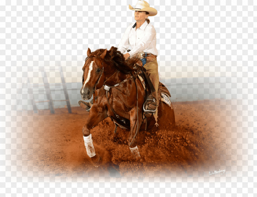 Mustang Reining Stallion Mare PNG