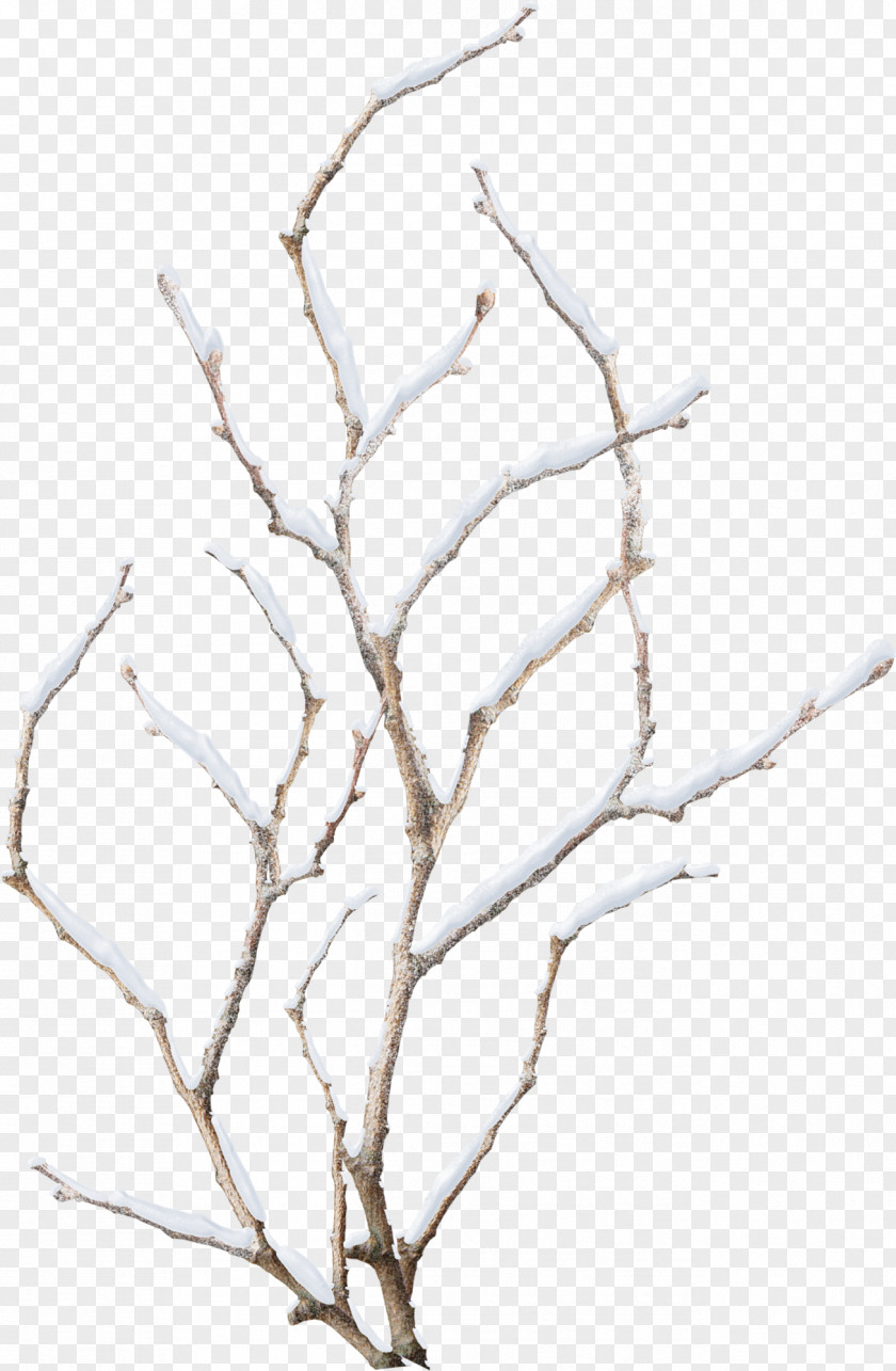 Snow Branch Snowflake Winter PNG