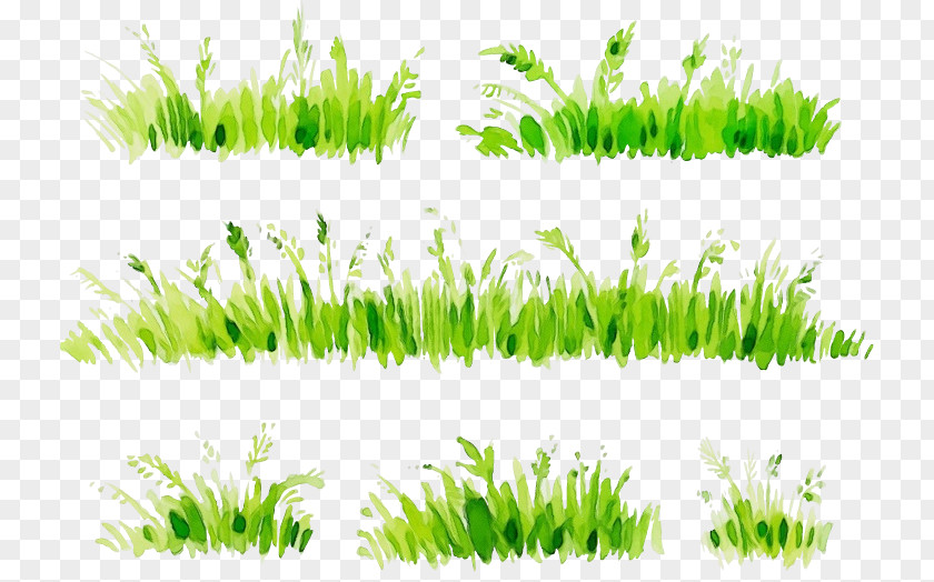 Wheatgrass Grass Family Green Vegetation Plant PNG