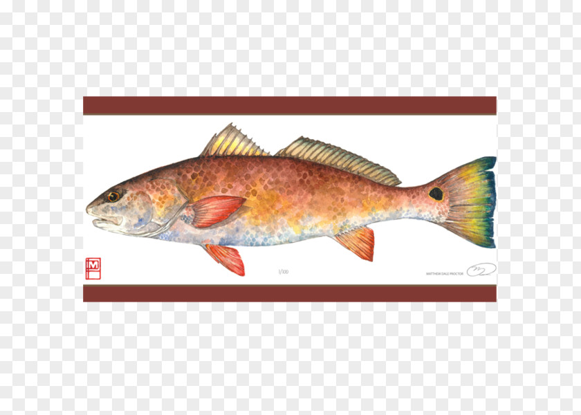 Painting Salmon Northern Red Snapper Fish Products Art PNG