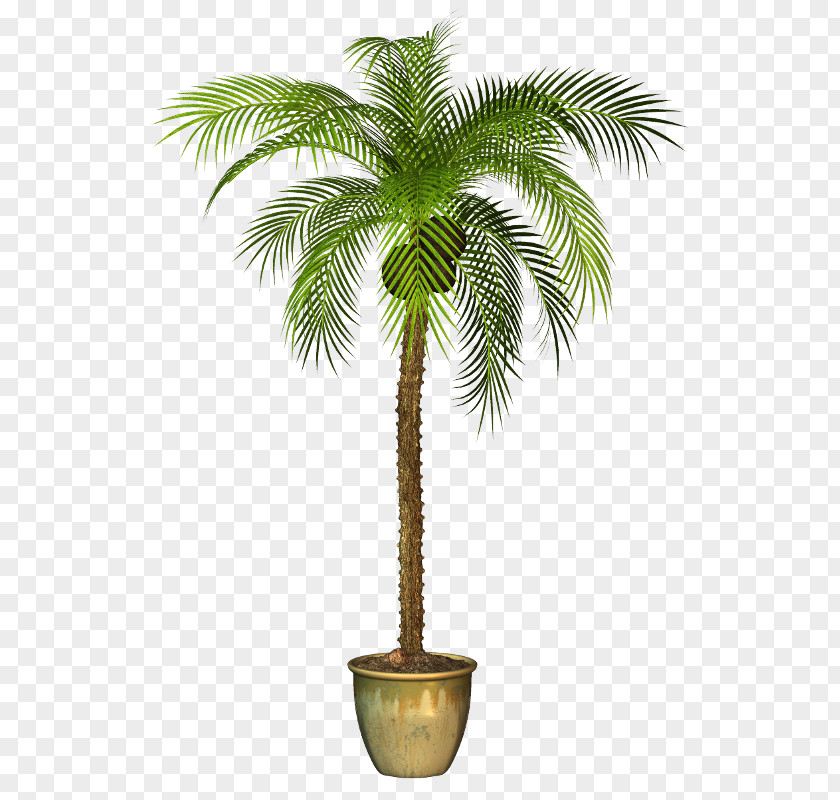 Plant Asian Palmyra Palm Arecaceae Tree PNG