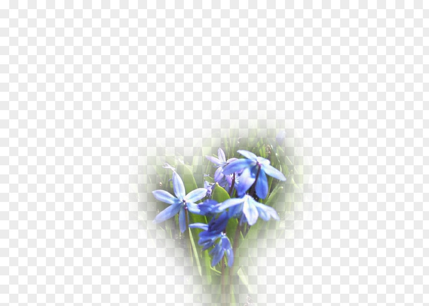 Rose Petal Desktop Wallpaper Blue Cut Flowers Rosaceae PNG