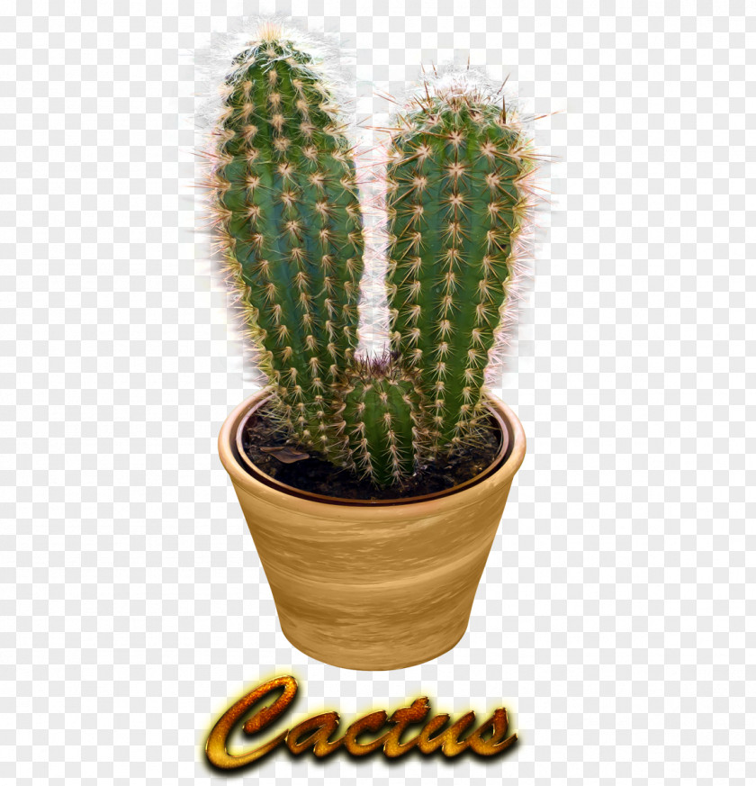 Cactus San Pedro Prickly Pear Triangle Cactus/ PNG