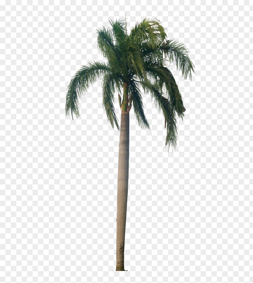 Coconut Elaeis Palm Tree PNG