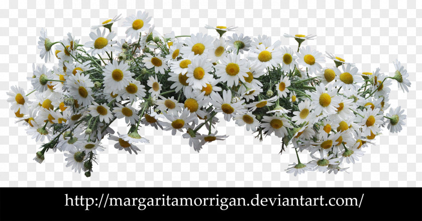 Flower Wreath Common Daisy Desktop Wallpaper Floral Design PNG