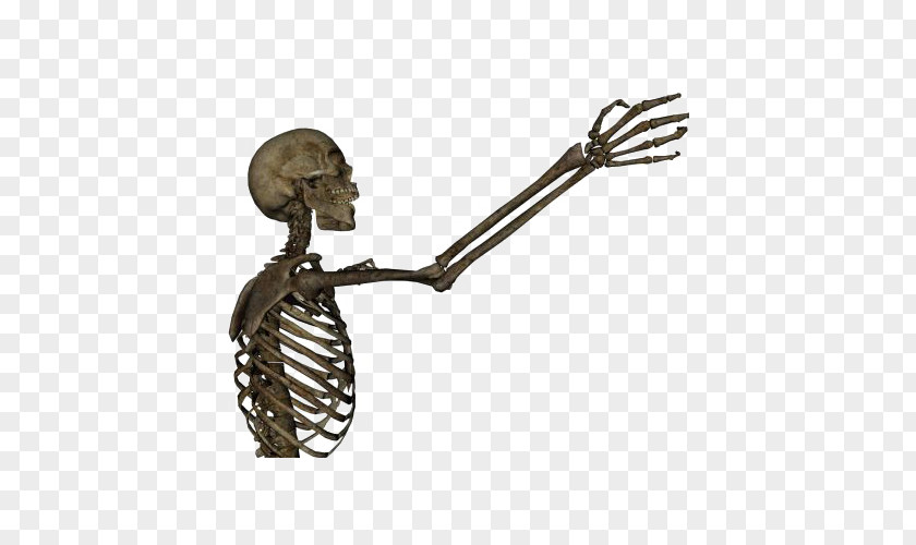 Skull Skeleton Human Arm Bone Clip Art PNG