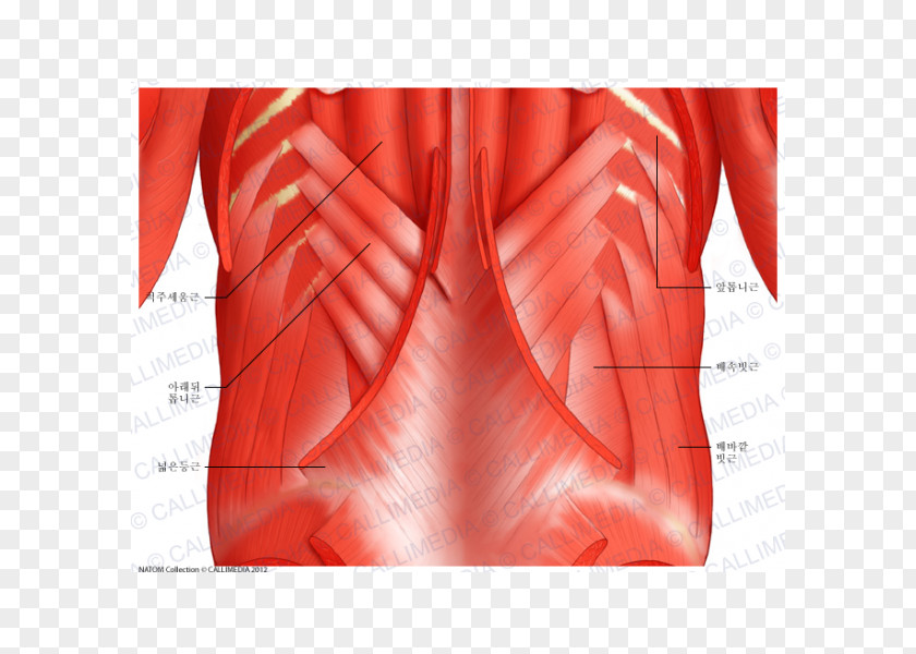 Arm Serratus Posterior Superior Muscle Inferior Anterior Human Body PNG