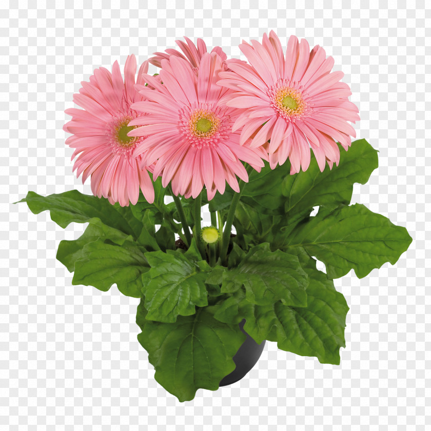 Chrysanthemum Cut Flowers Seed Plants PNG